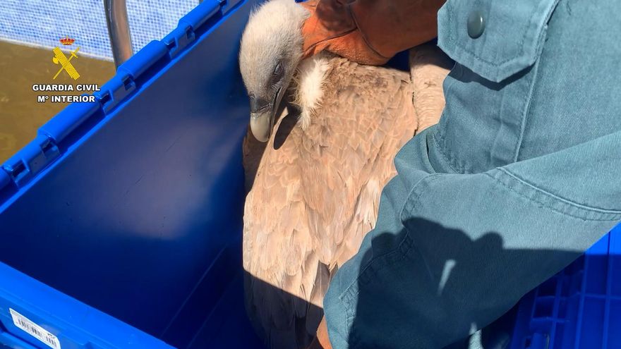 Rescatan un buitre leonado atrapado, desorientado y débil en una piscina en Ibi (Alicante)