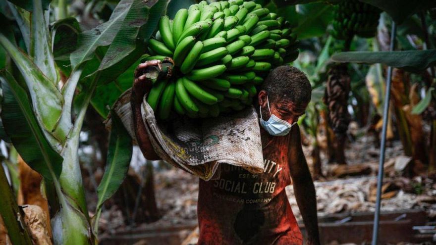 Agroseguro adelanta las indemnizaciones a los productores de plátano en La Palma por la ola de calor que azotó a la isla en agosto