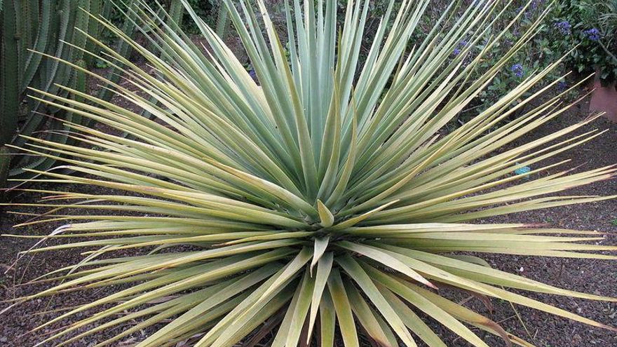 El drago de Gran Canaria busca ‘in extremis’ su supervivencia