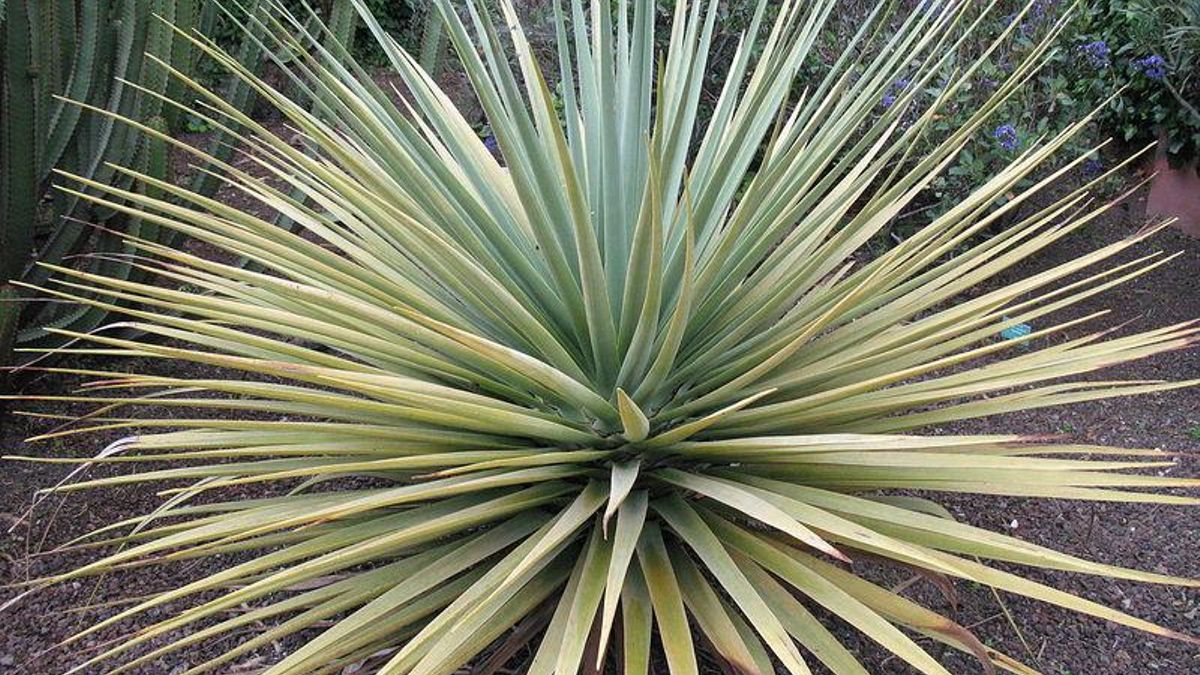 El drago de Gran Canaria busca ‘in extremis’ su supervivencia