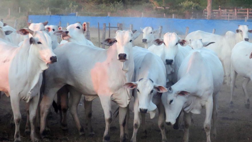 Honduras envía primeros 125 bovinos vivos a México tras cumplir con el protocolo sanitario