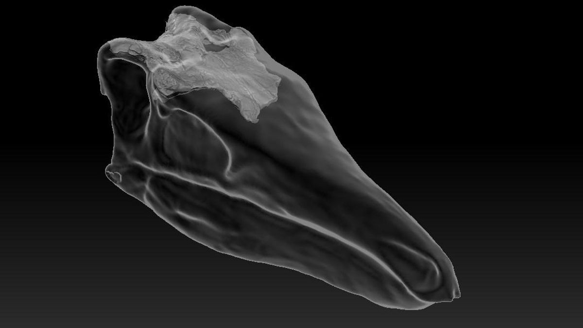 Reconstrucción craneal de un estegosaurio con el fósil estudiado en su posición anatómica