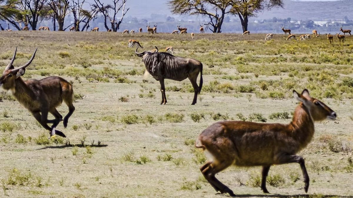 El lago Naivasha inundó el acceso terrestre en 2020