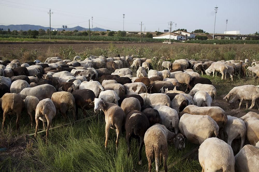 El Parc Agrari se sebrepone al Eurovegas / Edu Bayer