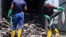 Las partes más nutritivas del pescado van a la basura