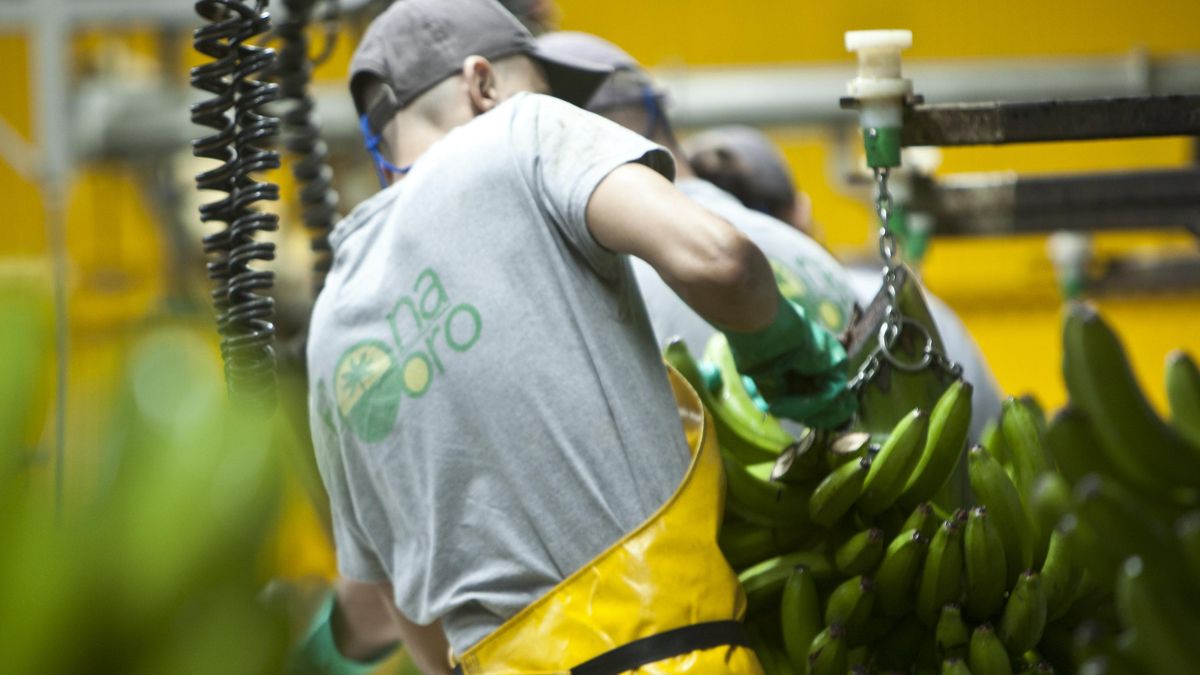 Instalaciones de uno de los empaquetados de plátanos de Bonaoro en Tenerife, en una foto de la entidad comercializadora.