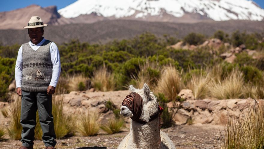 Wilancha, la ceremonia de sacrificio de llamas y alpacas para la Pachamama en Bolivia