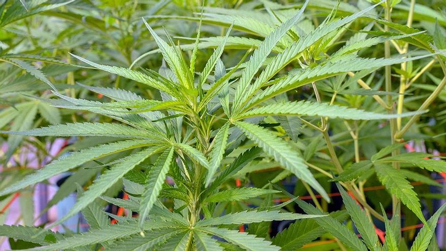 Autorizaron la inscripción de variedades de Cannabis Sativa L para uso medicinal