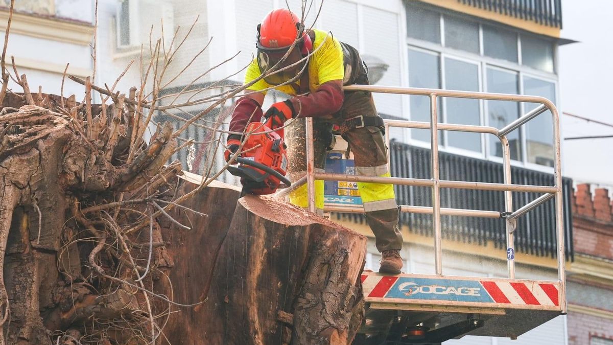 Punto final al ficus centenario de Triana: el Ayuntamiento de Sevilla ordena su tala definitiva tras tres años de agonía