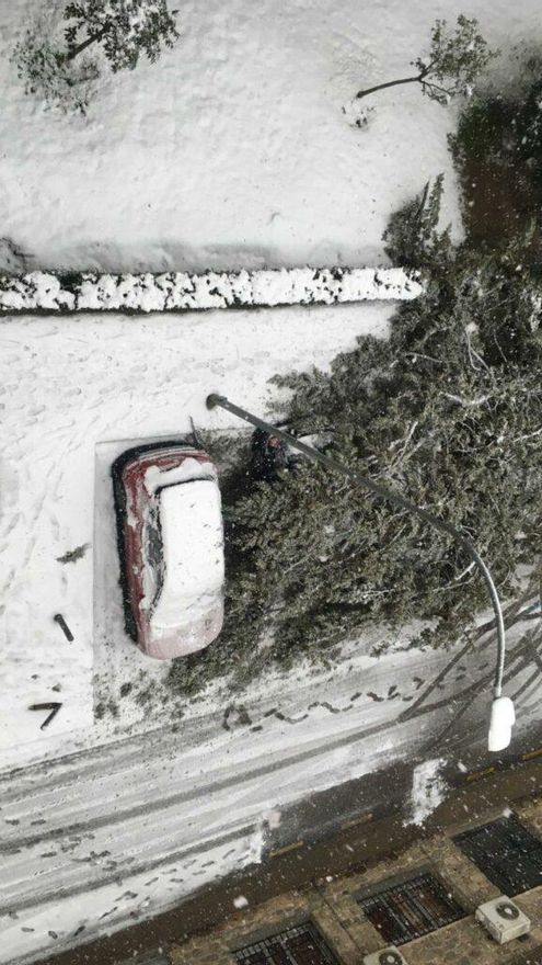 Árbol caído sobre vehículos en Toledo