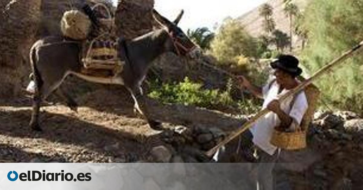 El burro majorero se salva gracias al turismo