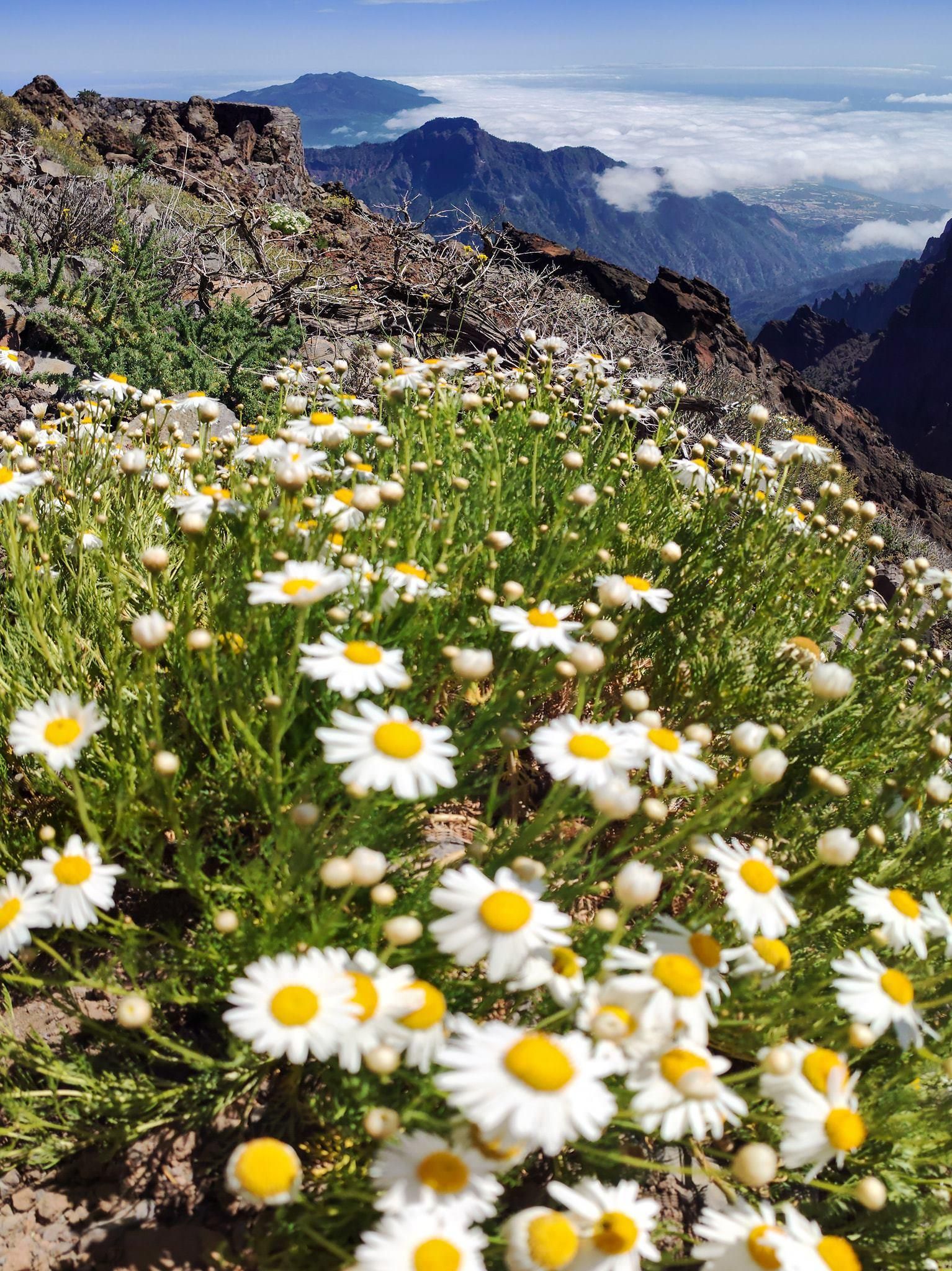 Margaritas o pampillos