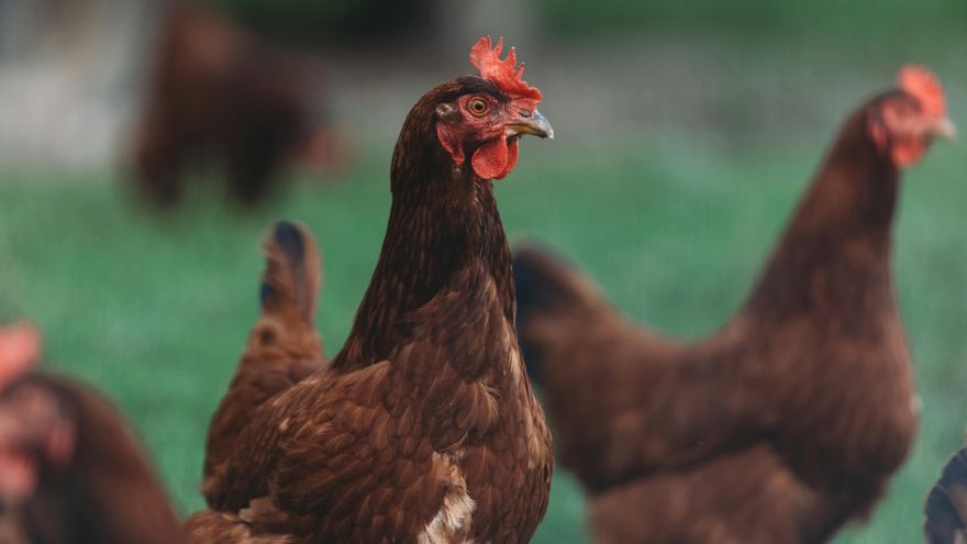 Las diputaciones vascas ven excesivo el confinamiento de todas las aves por la gripe y defienden sus competencias