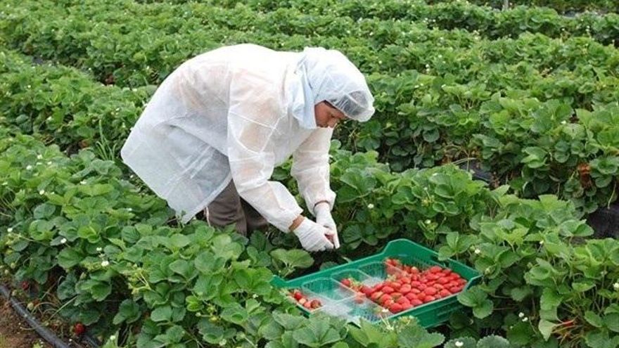 Archivo - Imagen de archivo de una trabajadora recogiendo fresas en una finca en Huelva.