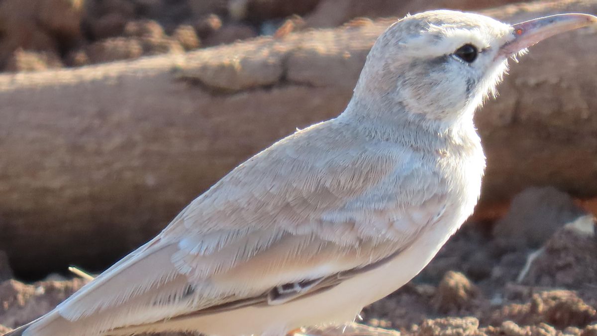 Avistamiento de alondra ibis en Espejo (Córdoba) | J.M.Caraballo / Ideas Medioambientales SL