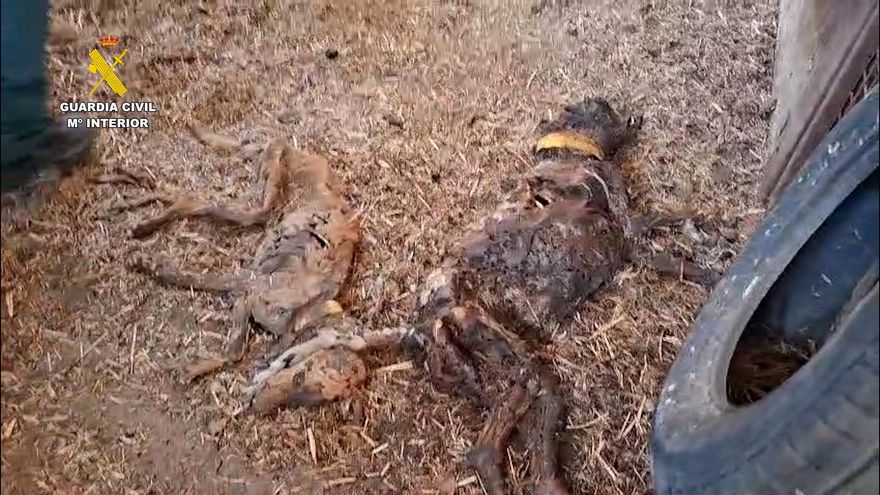 La Guardia Civil halla 32 perros muertos por inanición en una finca de Azuaga
