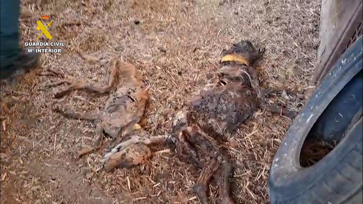 PACMA exige penas de hasta 10 años de prisión por delitos de maltrato animal