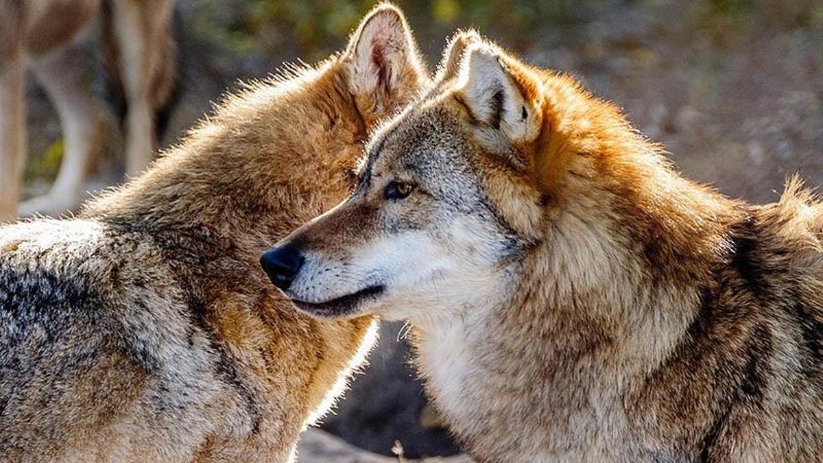 Archivo - Lobos