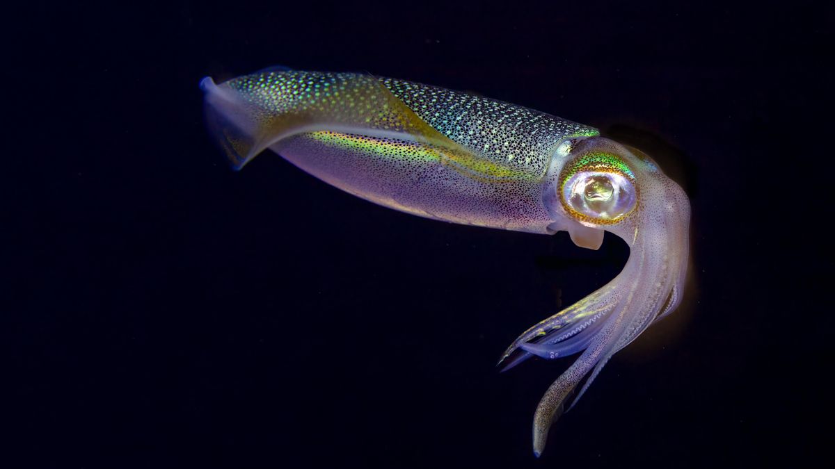 Un estudio alerta de que el cambio climático puede reducir un 50% el volumen cerebral de los calamares