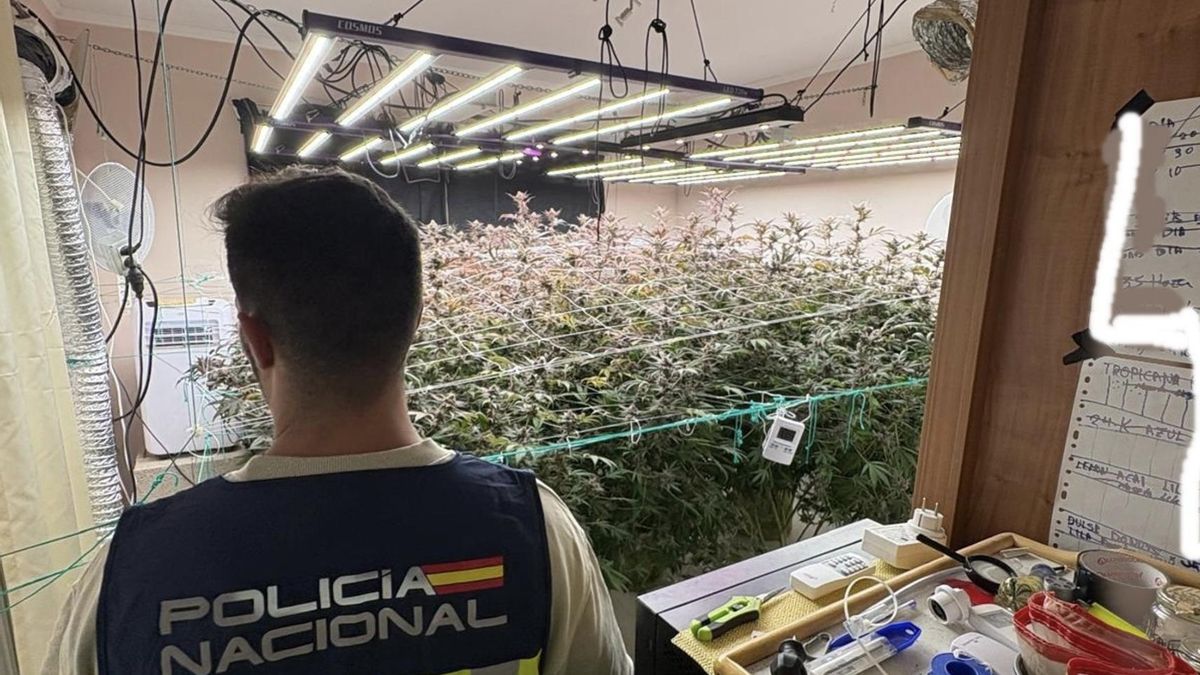 Detenido un hombre que tenía un cultivo 'indoor' de marihuana en una vivienda ocupada en Fuerteventura