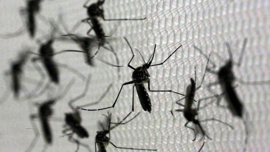 En el peor brote de dengue de la historia, otra vez hay invasión de mosquitos en Buenos Aires, a pesar del frío
