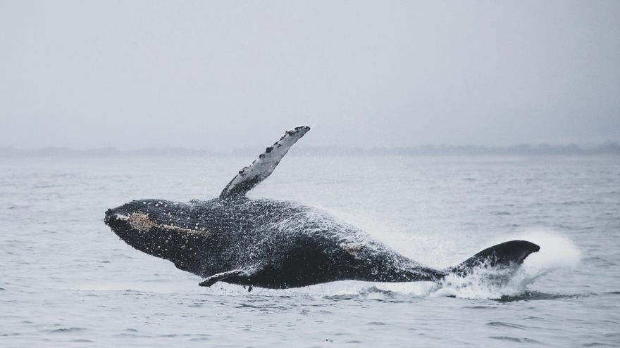 21 ballenas grises han muerto en apenas tres meses en las costas del Pacífico, pero la respuesta podría estar en el Ártico