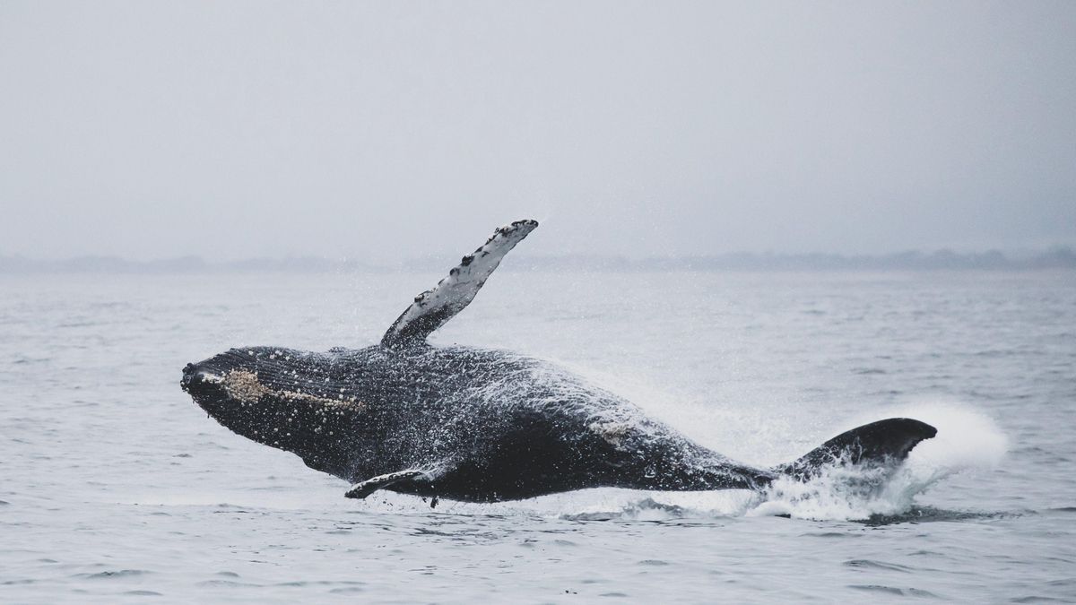 21 ballenas grises han muerto en apenas tres meses en las costas del Pacífico, pero la respuesta podría estar en el Ártico