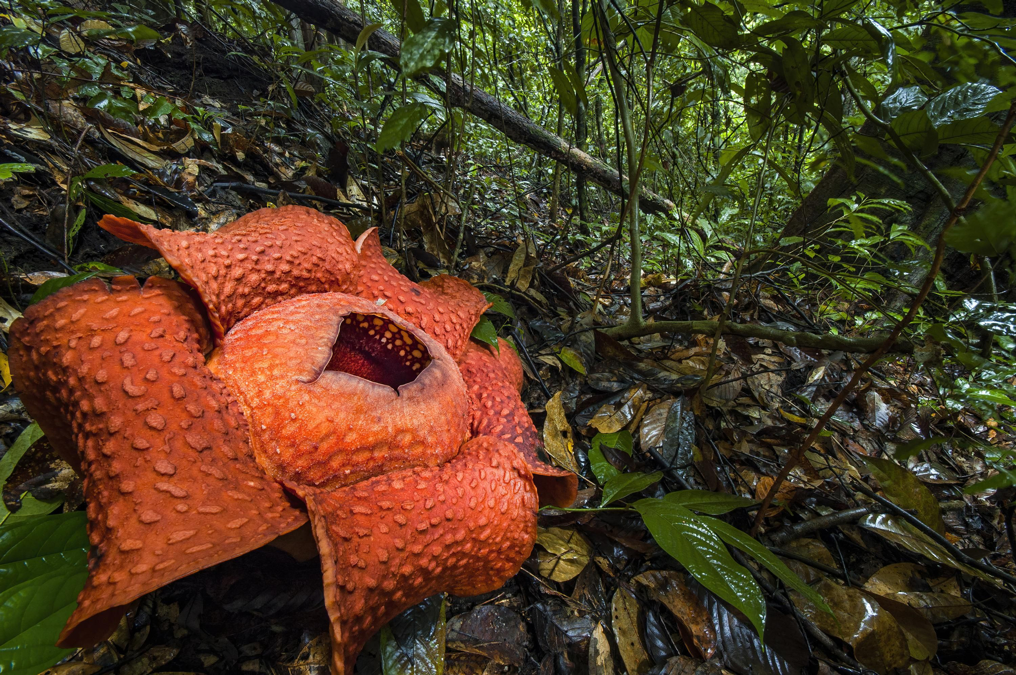 Rafflesia. 