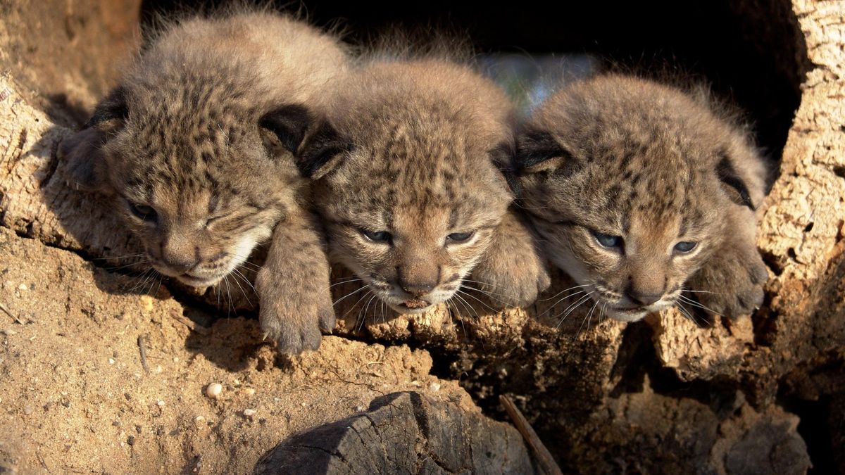 Tres cachorros de lince ibérico nacidos en Doñana son liberados en Andalucía, Murcia y Castilla La Mancha