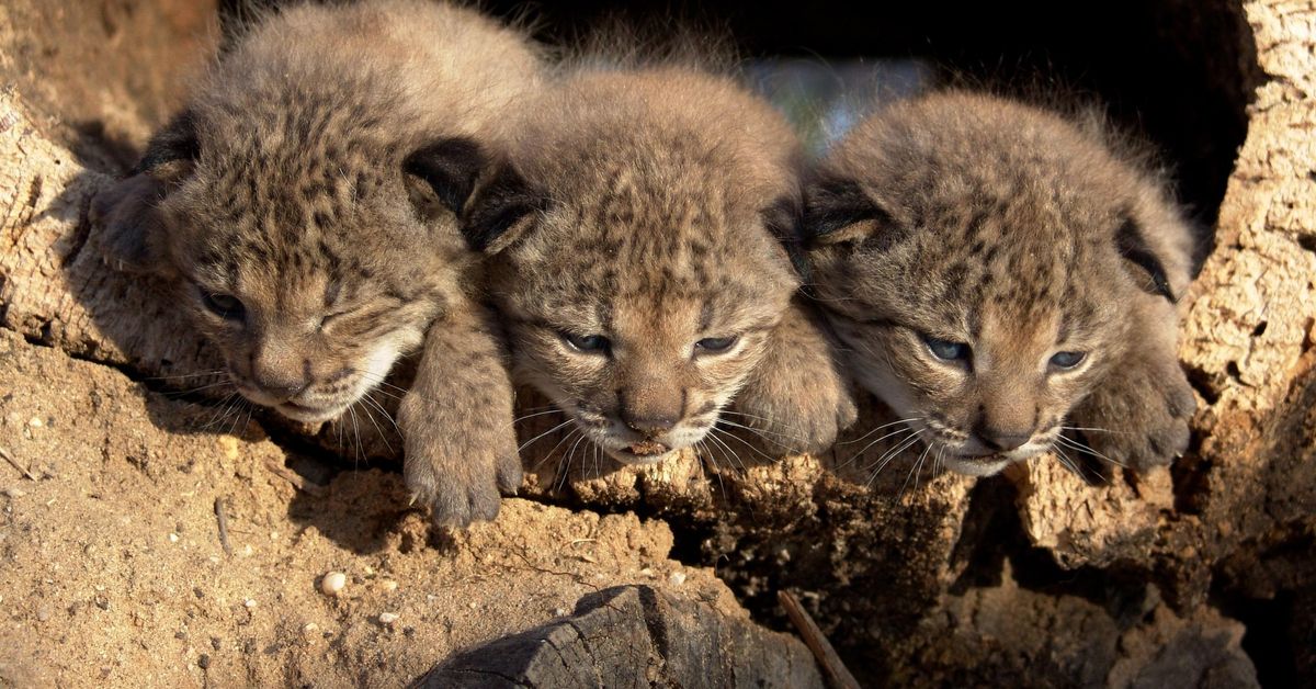 Tres cachorros de lince ibérico nacidos en Doñana son liberados en Andalucía, Murcia y Castilla La Mancha