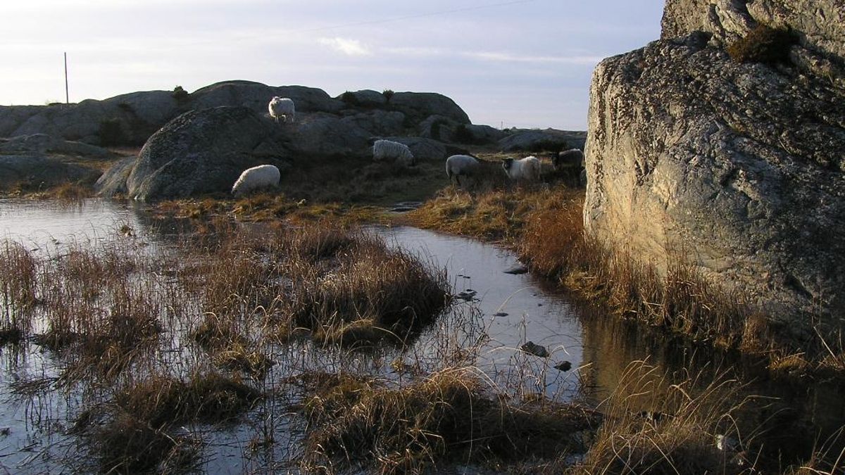 Ovejas entre los pastos y las piedras de la Isla de Galterö.