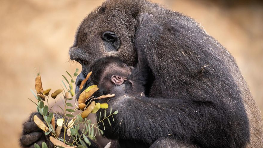 Arranca la votación para elegir el nombre del único gorila nacido en España en 2025