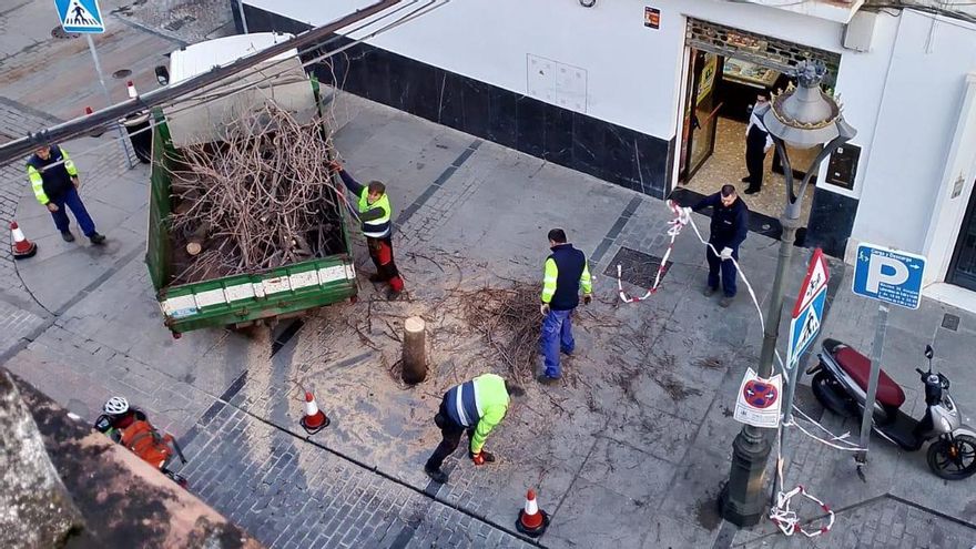 La plataforma en Defensa del Árbol denuncia la tala de una jacaranda en El Realejo "porque molesta a las procesiones"