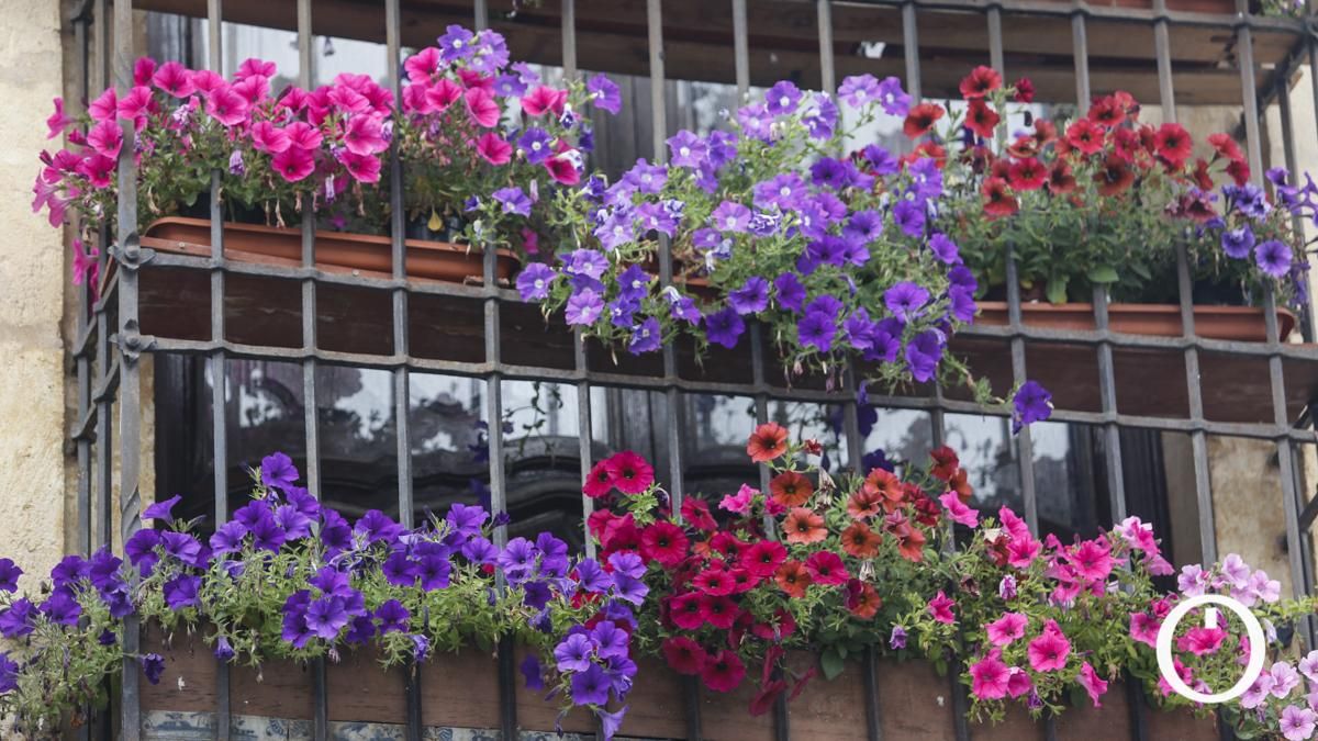 Rejas y Balcones en la C/ La Palma, 3