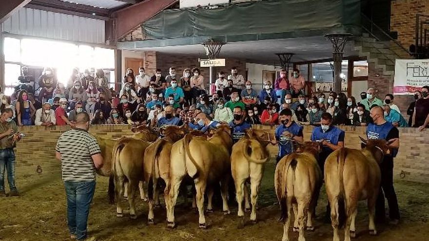 La gran calidad del ganado admiró a los visitantes. // Certamen Asturiana de los Valles