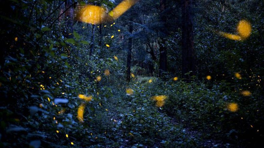 Luciérnagas en el bosque de Santa Clara, en el estado de Tlaxcala (México).