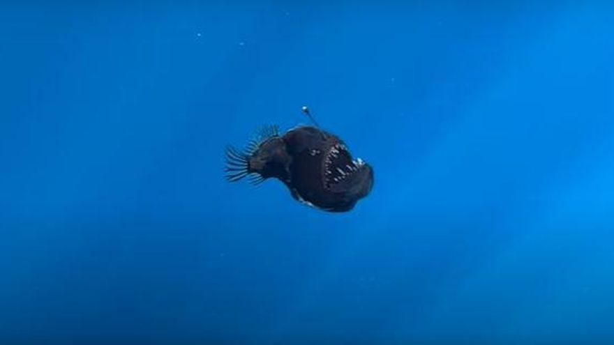 El autor de las imágenes del pez 'diablo negro' en Tenerife aclara que hablar de Apocalipsis es "surrealista y absurdo"