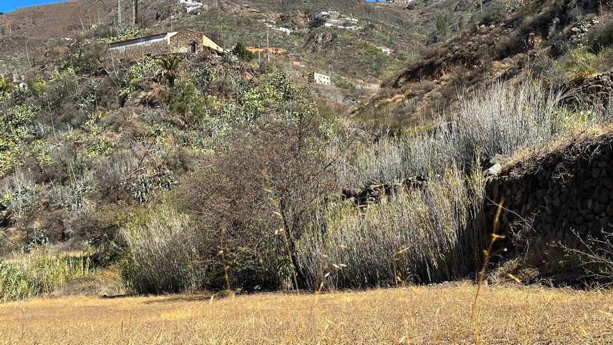 La Unión de Asociaciones de la Reserva de la Biosfera reclama al Cabildo de Gran Canaria participar en el PORN Nublo-Tamadaba