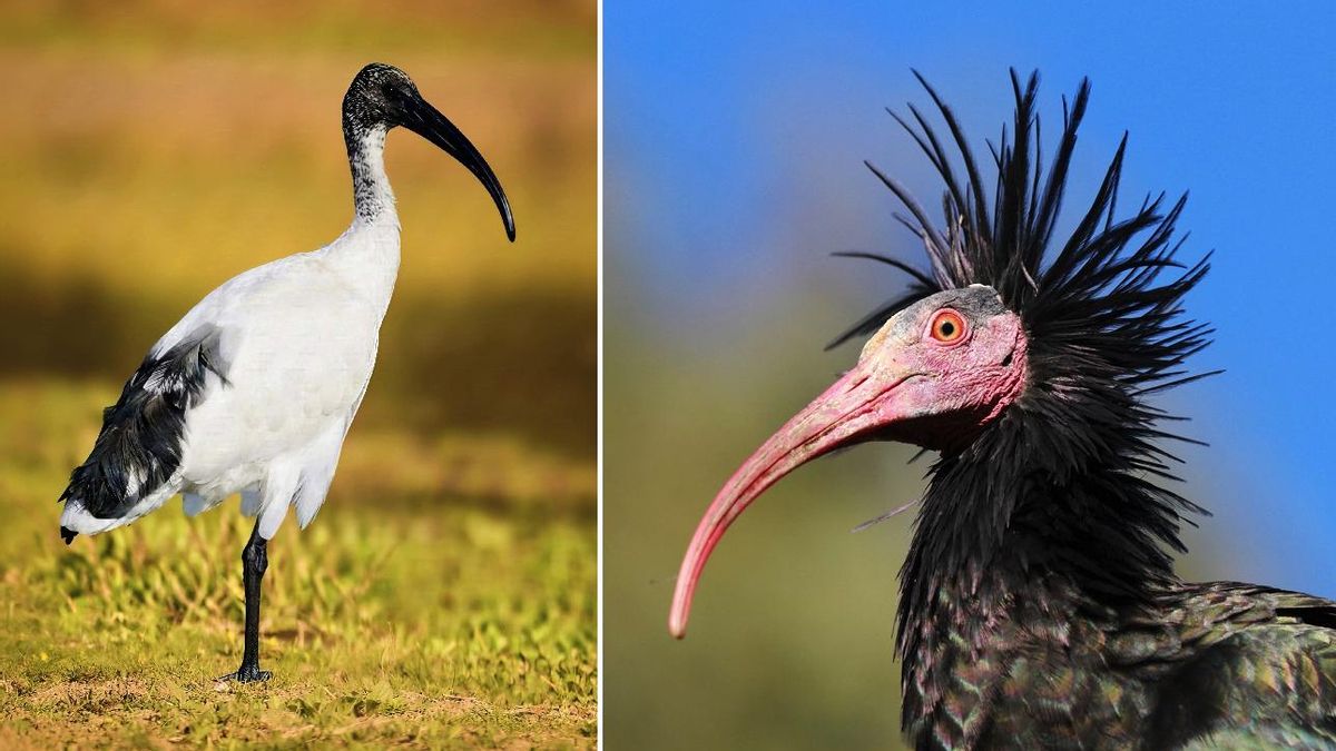 El ibis sagrado (izquierda) y el eremita (derecha), son muy diferentes en su plumaje, pero su silueta mientras vuelan es muy parecida.