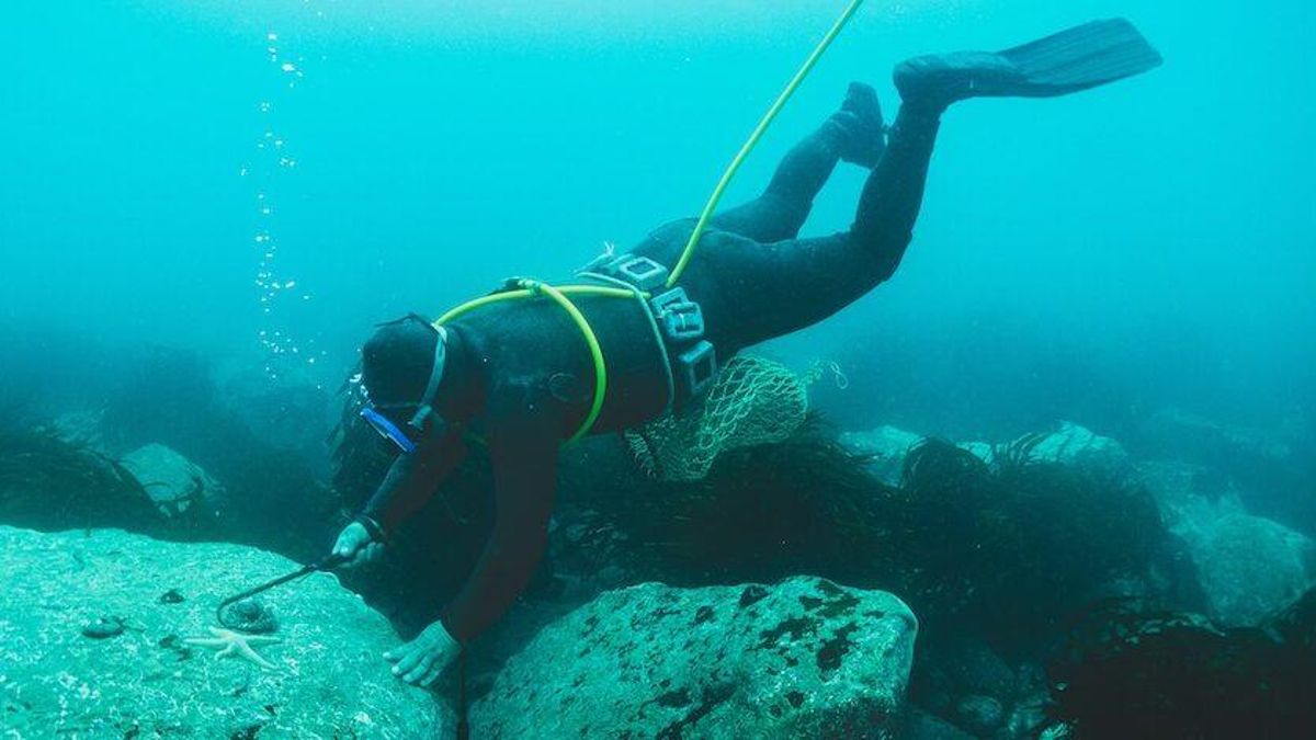 Chile: pescadores artesanales frenan con sus refugios marinos el crecimiento descontrolado del erizo negro y reviven los bosques submarinos
