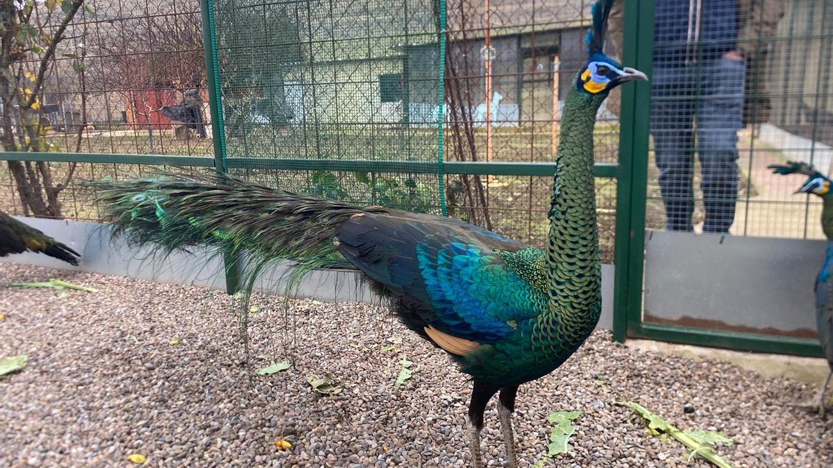 Un pavo real verde de Java