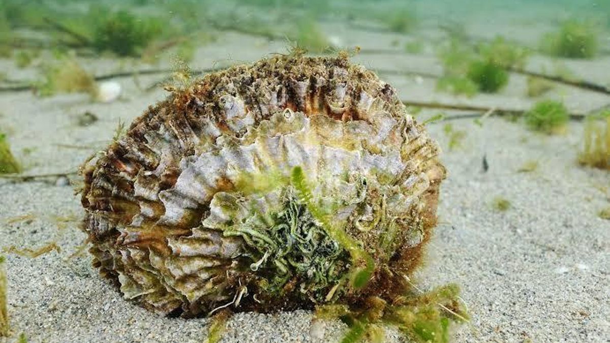 El cultivo de ostras del Mar Menor supera su primer reto térmico y avanza como herramienta de restauración de la laguna
