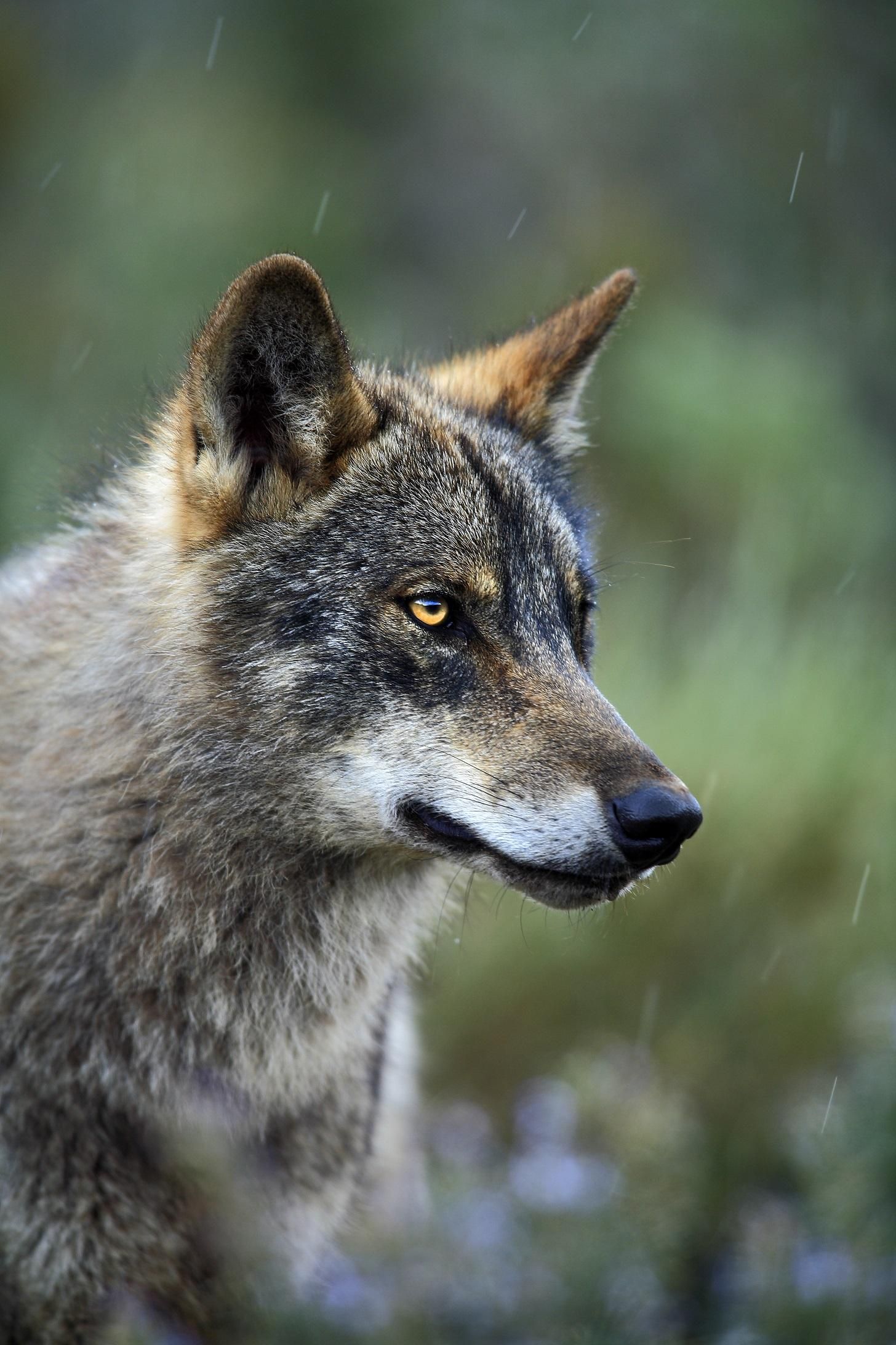 Ejemplar de lobo ibérico (Canis lupus signatus).