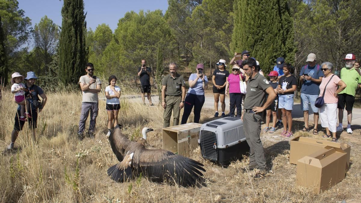 De vencejos a buitres: 44 ejemplares rehabilitados vuelven a volar en La Grajera