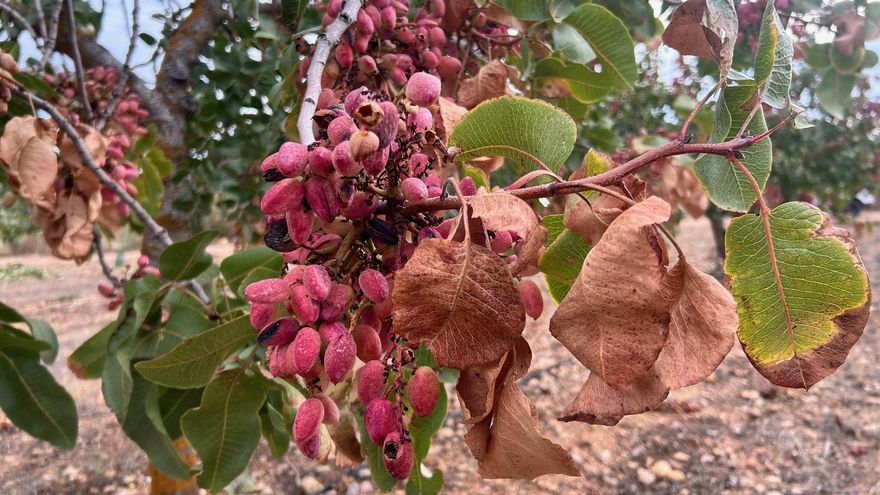 Castilla-La Mancha se perfila como la cuarta potencia mundial en superficie de pistacho