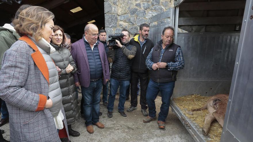 El PP promete derogar la protección del lobo y lanzar un plan de choque con ayudas directas a la ganadería