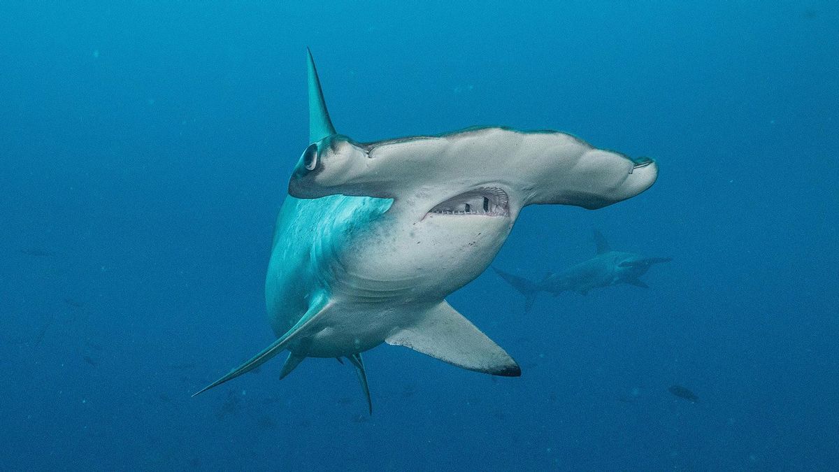 Perú, Ecuador, Chile y Costa Rica dan la espalda a acuerdo internacional que prohíbe capturar tiburones amenazados