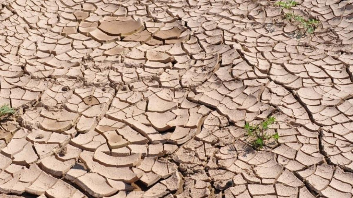 Imagen de las consecuencias de la sequía.