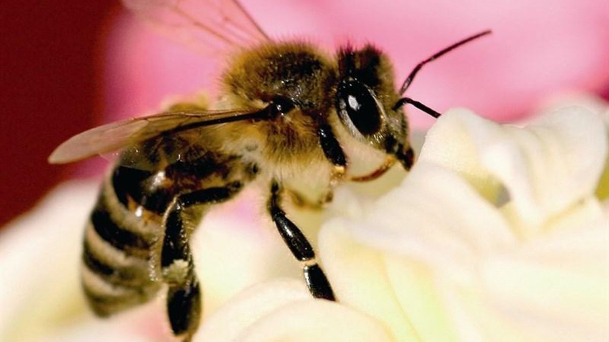 Abeja negra canaria.