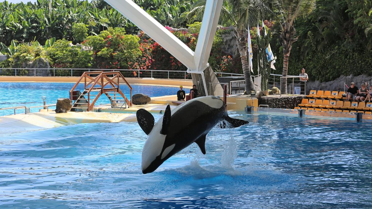 La encrucijada de Wikie y Keijo, las dos orcas ‘atrapadas’ en un zoo cerrado de Francia y que Loro Parque quiere